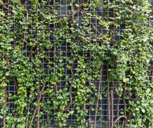 Wire Mesh Plants